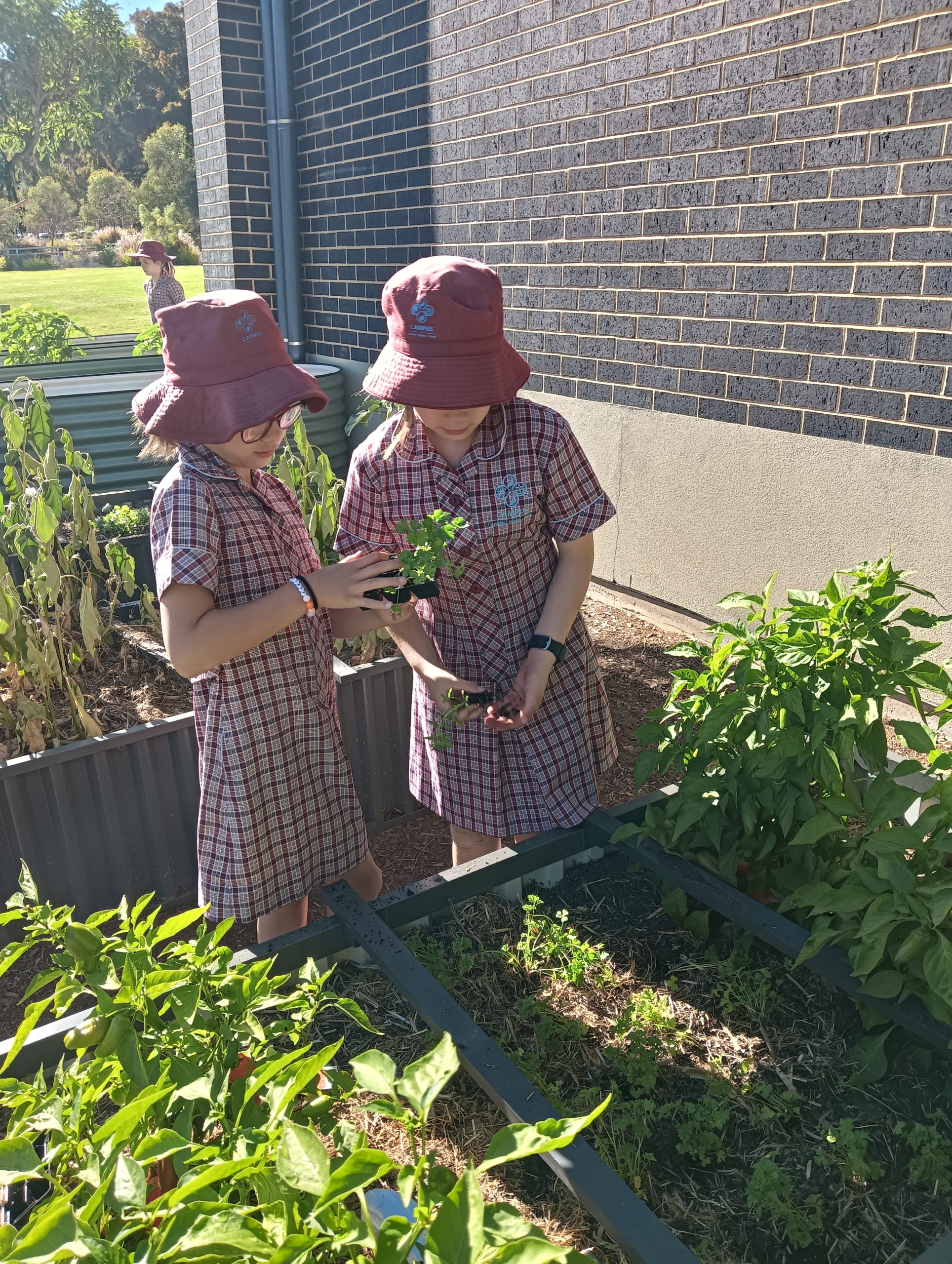 Kitchen Garden News