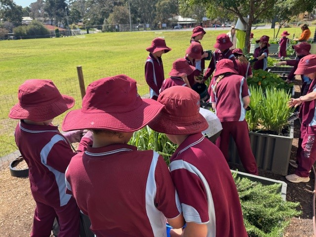 Kitchen Garden News